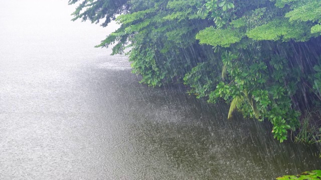 暴雨显示树木被强风吹，大雨和强风对着树视频素材