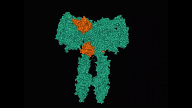 全长胰岛素受体(绿色)与四个胰岛素分子(棕色)结合的结构视频素材