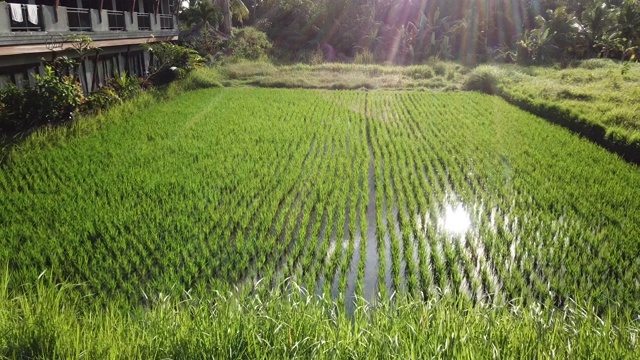 巴厘岛年轻的稻田视频素材