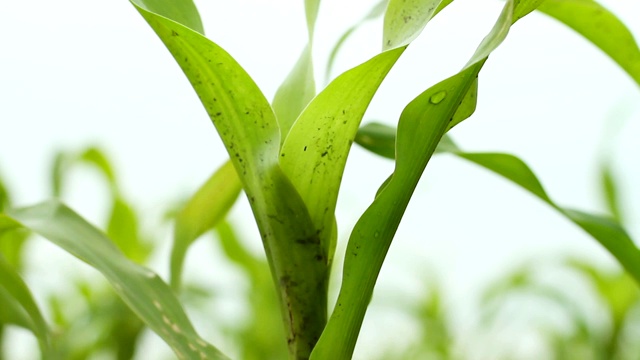 蔬菜种植。农田里的玉米幼苗。视频素材