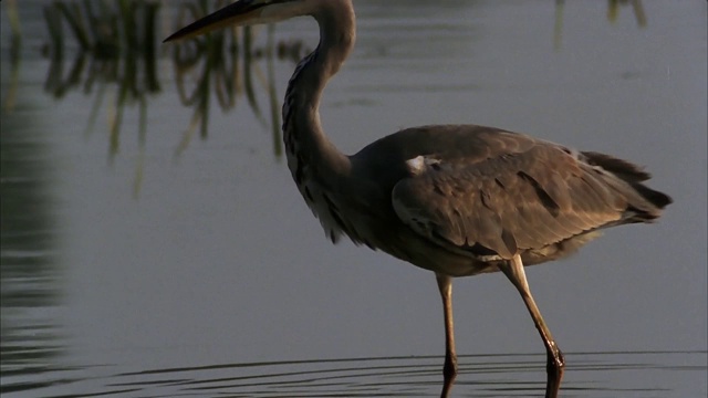 苍鹭(Ardea cinerea)捕鱼。它是一种长腿，长脖子的鸟，上面灰色，下面白色，黑色夹杂物，有一个相当长的尖锐的喙。视频素材