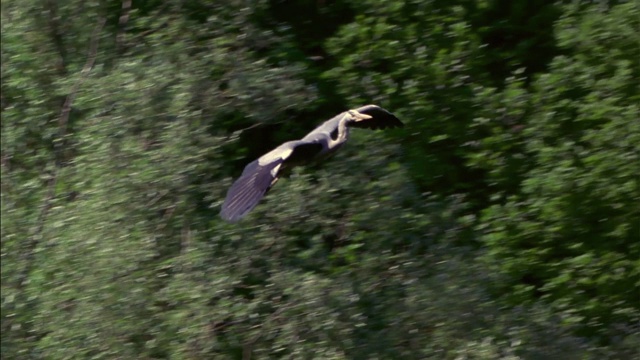 灰鹭(Ardea cinerea)在飞行。它是一种长腿，长脖子的鸟，上面灰色，下面白色，黑色夹杂物，有一个相当长的尖锐的喙。视频素材