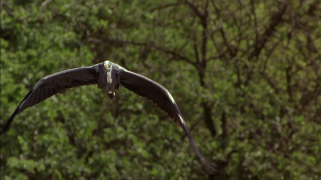 灰鹭(Ardea cinerea)在飞行。它是一种长腿，长脖子的鸟，上面灰色，下面白色，黑色夹杂物，有一个相当长的尖锐的喙。视频素材