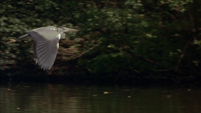 灰鹭(Ardea cinerea)在飞行。它是一种长腿，长脖子的鸟，上面灰色，下面白色，黑色夹杂物，有一个相当长的尖锐的喙。视频素材