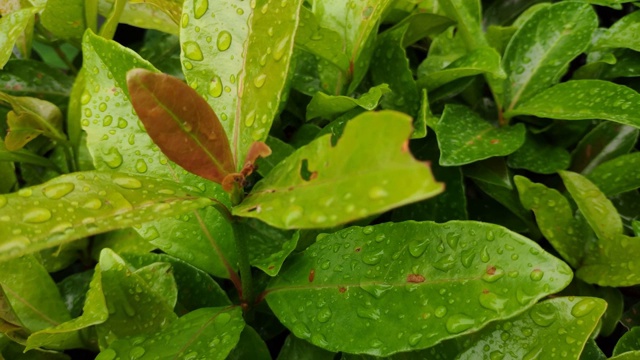 蚂蚁在雨后努力工作视频素材