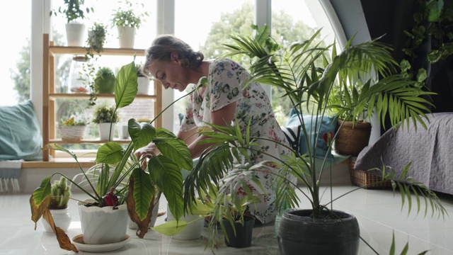 照料室内植物的成熟女人视频素材