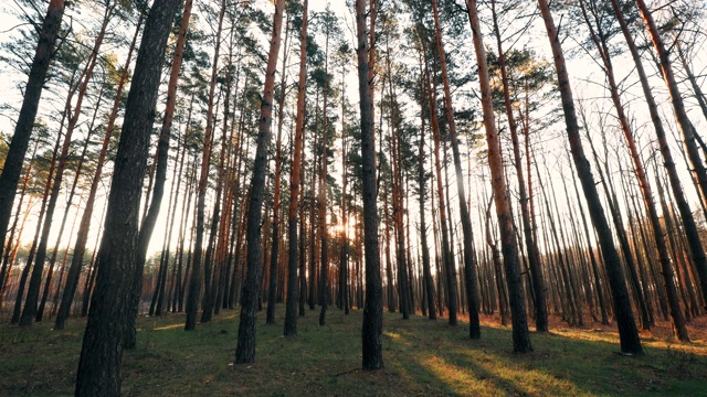 美丽的日落日出太阳阳光明媚的春天针叶林。阳光透过森林景观中的树林视频素材