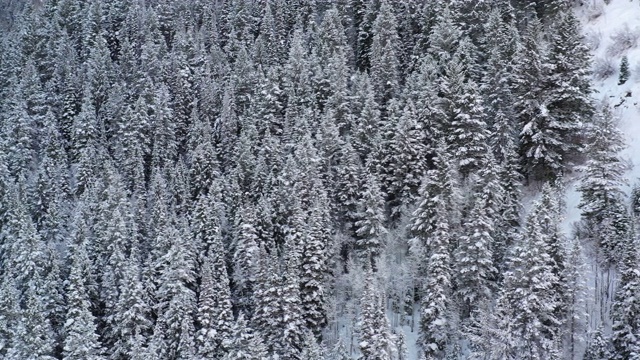 潘横越雪山松树视频素材