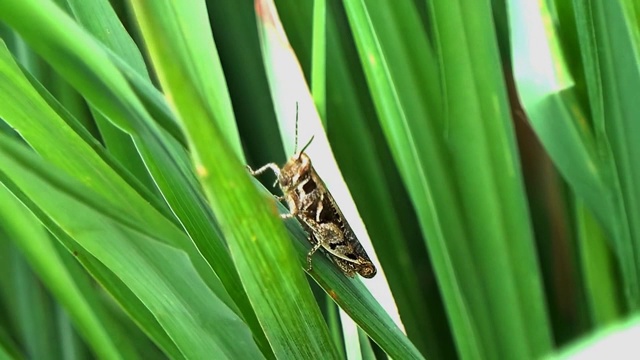 蚱蜢视频下载