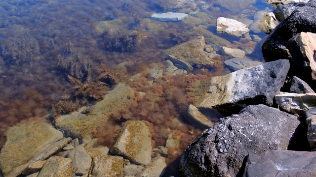 有浅棕色和绿色海藻的石头海滩在海底透明的水。视频素材