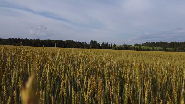 航空摄影。在夕阳下飞过麦田视频素材