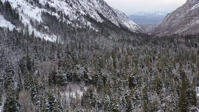 在冬天飞过白雪覆盖的森林视频素材