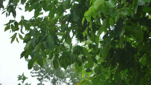 那棵树在雨中随风摇摆。风暴。瓢泼大雨。秋天下雨。旋风。飓风。多风的天气。气候变化。夏天的季节。窗外的景色。欣赏的观点。景观。视频。视频素材