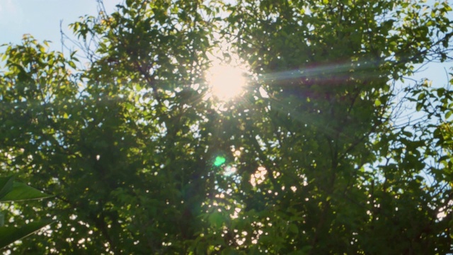 阳光穿过绿色的树枝。太阳眩光。多风的天气。气候变化。夏天的季节。窗外的景色。欣赏的观点。景观。视频。视频素材