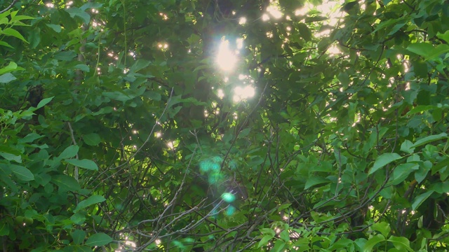 阳光穿过绿色的树枝。太阳眩光。多风的天气。气候变化。夏天的季节。窗外的景色。欣赏的观点。景观。视频。视频素材