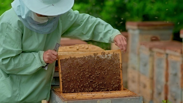 养蜂人拿出一个有蜂巢的框架;架子上有许多蜂巢。养蜂人在养蜂场工作，肖像视图。4 k, 10位,ProRes视频素材