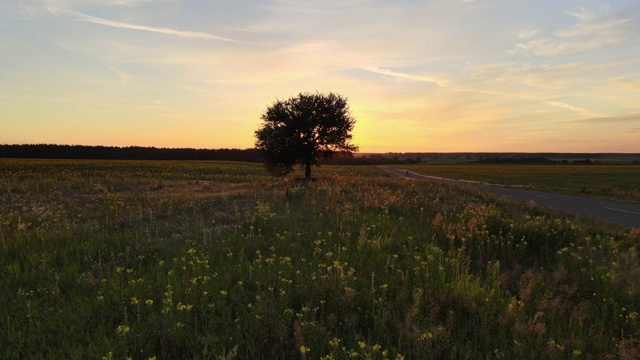 孤独的树，夕阳的余辉透过树枝。视频素材