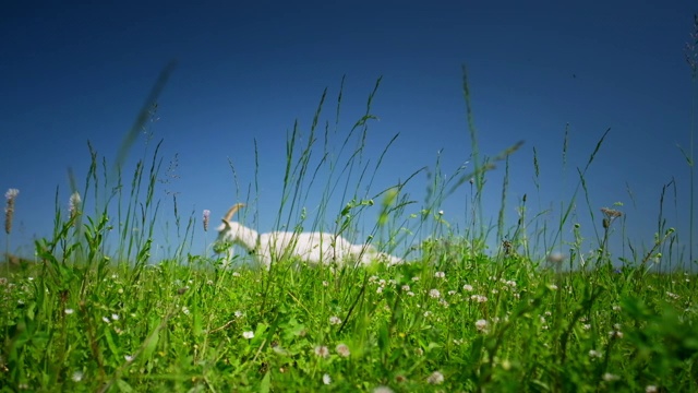 狼的花朵。夏季绿色草地上的羽扇豆花视频素材