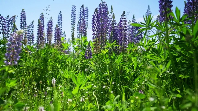 狼的花朵。夏季绿色草地上的羽扇豆花。颜色分级视频素材