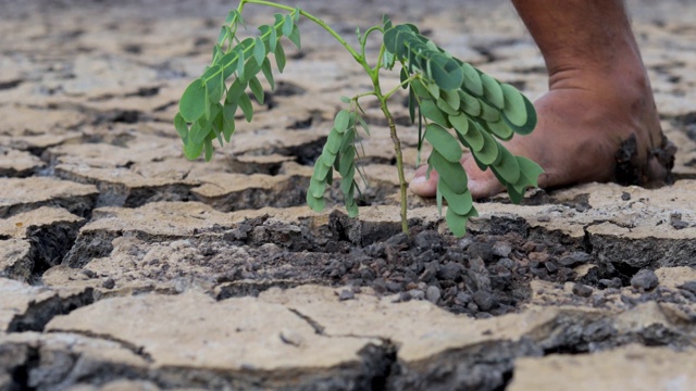 农民在干旱的土地上植树，全球变暖，概念干旱视频素材