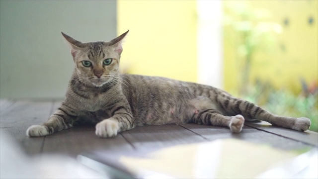 棕色的猫躺在桌子上滑动射击视频素材