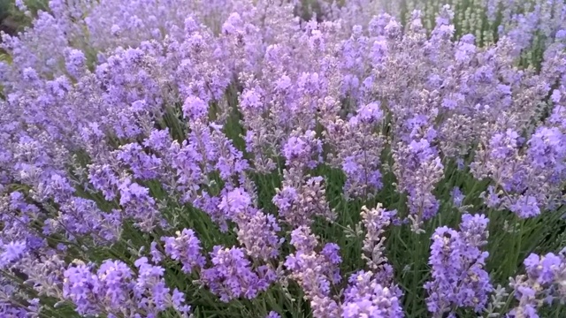 夕阳下的薰衣草田视频素材