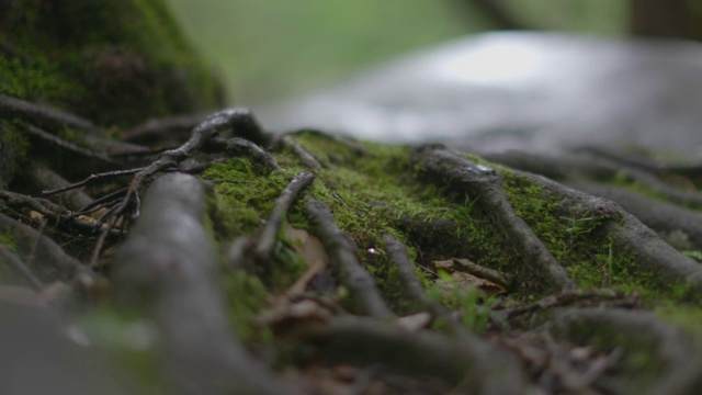 树架集中的树根覆盖在森林的绿色苔藓中间。视频素材