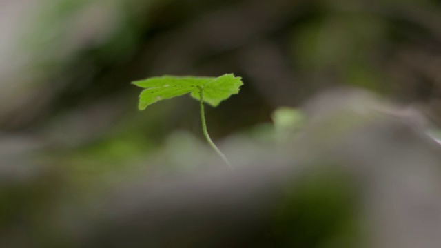 一株小植物在森林中央随风慢慢生长。视频下载