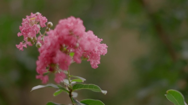 一株美丽的红粉色花卉植物生长在美国郊区一户人家的前院。农村。视频素材