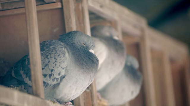 睡在木屋里的鸽子视频素材