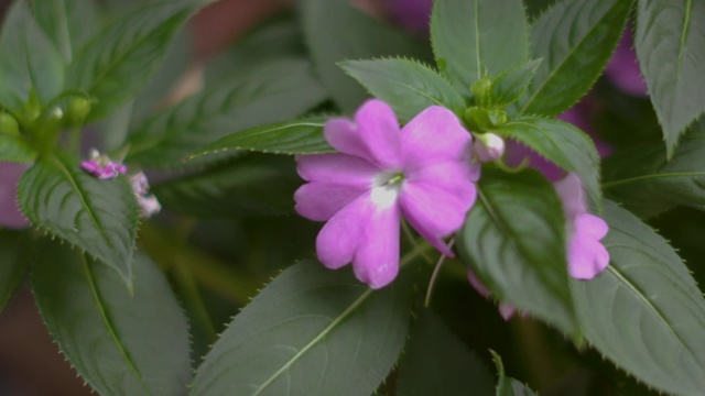 在美国郊区，一户人家的前院长着一朵粉红色的花。视频素材