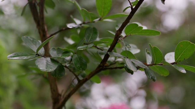 一棵美丽的绿色植物生长在美国郊区一户人家的前院。农村。视频素材