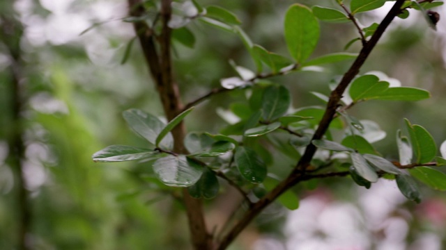 一棵美丽的绿色植物生长在美国郊区一户人家的前院。农村。视频下载