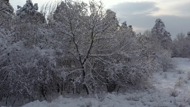 冬日清晨雪地森林里的4K无人机视频视频素材