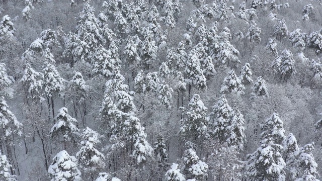 在森林顶部，下雪后的4K无人机视频视频素材