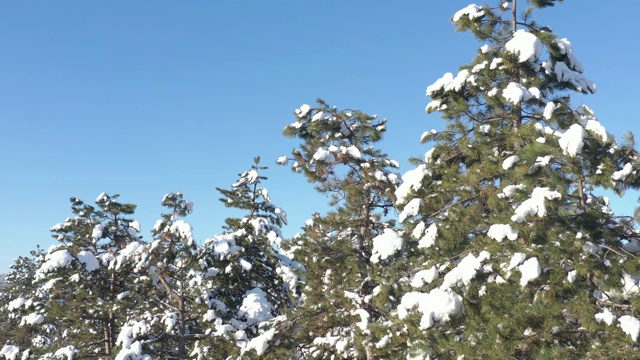 常青树的树枝与雪对抗蓝天4K航拍视频视频素材