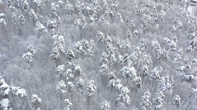 用4K无人机拍摄大量积雪的树冠视频素材