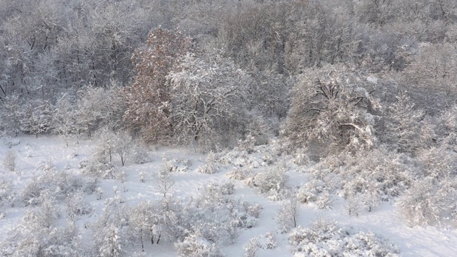 冰冻树木和植被1月4K无人机视频视频素材