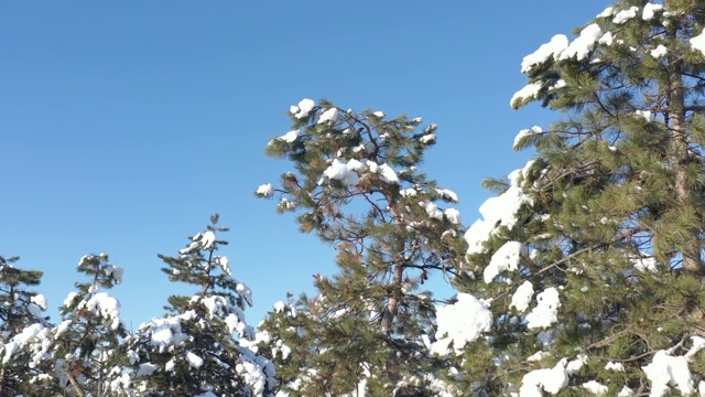 常青树的树枝与雪对抗蓝天4K航拍视频视频素材