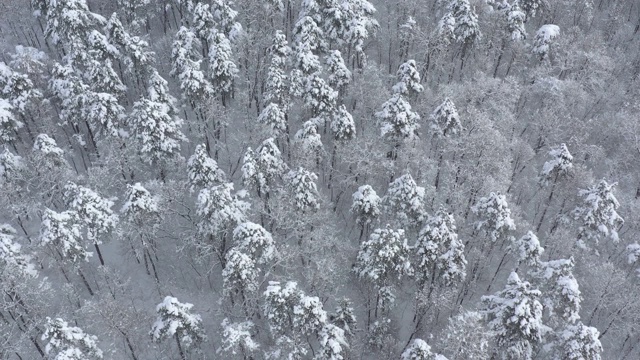 缓慢飞过白雪皑皑的树林，4K无人机拍摄的画面视频素材