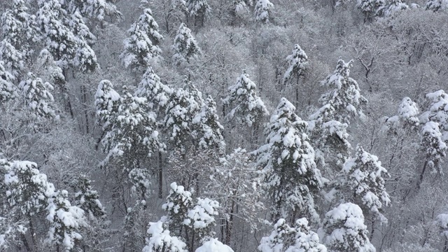 常青树顶下的积雪4K航拍视频视频素材