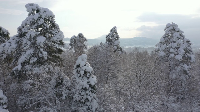 树顶下的雪和冰4K无人机视频视频素材