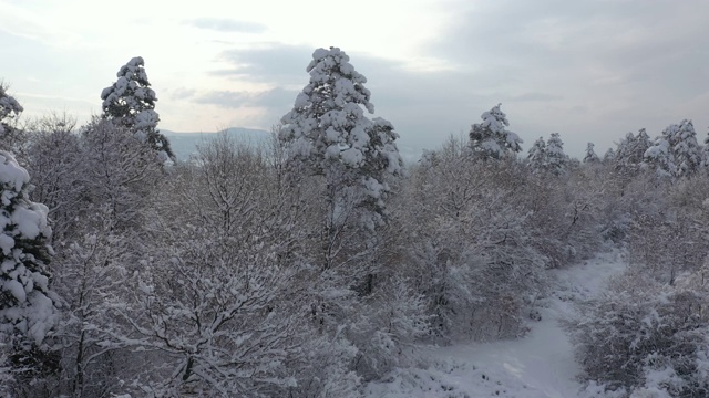 清晨雪地森林4K航拍视频视频素材