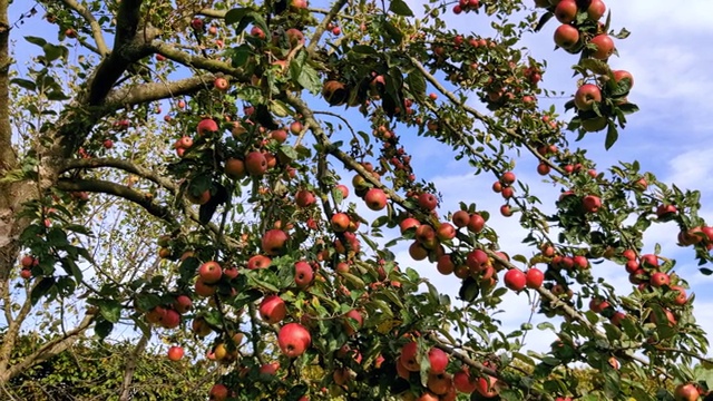 花园里树枝上的红苹果。视频素材