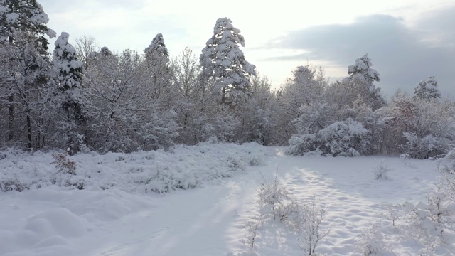 清晨美景与树下的雪4K无人机视频视频素材