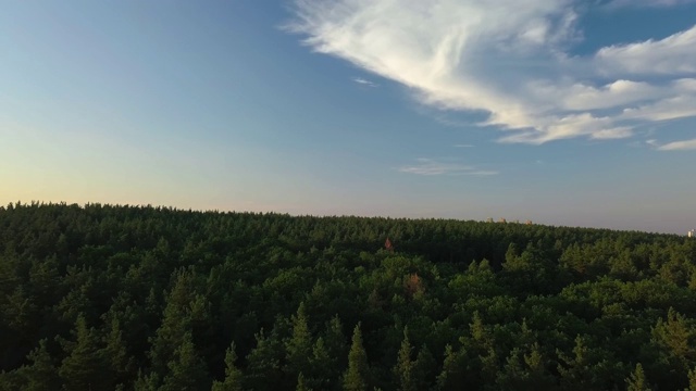 日落时分，无人机飞越松林，天空湛蓝视频素材