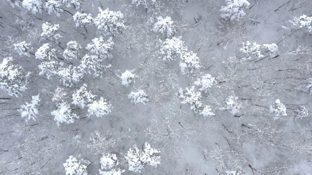 树冠下的雪花4K无人机视频视频素材