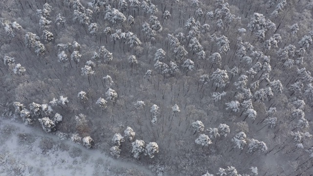 俯视图积雪森林4K航拍镜头视频素材