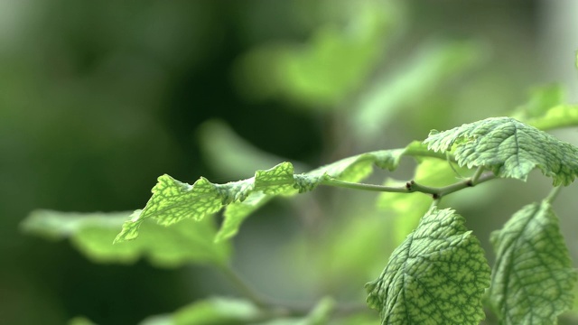 无花果树的叶子在风中摇摆视频素材