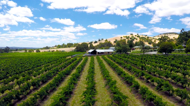 无人机从空中拍摄南澳大利亚主要的葡萄酒种植区巴罗萨谷(Barossa Valley)，近距离观察成排的葡萄藤。视频素材